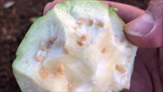 Growing WHITE GUAVA seeds amp cuttings  Psidium Guajava Part 1 [upl. by Octavus745]