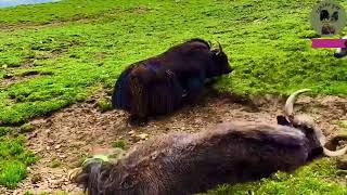 A YAK KNOCKOUT BY BIG YAK 🔥🔥🤩🤩😱TIBETAN AYK ANIMAL CHANNEL AMAZING FIGHTING [upl. by Dworman]