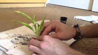 How to pot your aquarium plants [upl. by Micco]