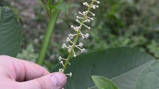 Pokeweed Phytolacca americana [upl. by Ilbert]