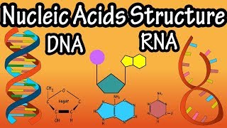 Structure Of Nucleic Acids  Structure Of DNA  Structure Of RNA  DNA Structure And RNA Structure [upl. by Farland]