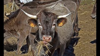 ❤ La vaca CASTA Altos Pirineos Francia 🐮🐮🐮🐮 [upl. by Ainiger]