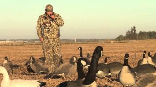 AMAZING Man catches Canadian Goose With BARE HANDS [upl. by Anilasor403]