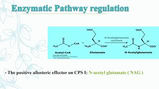 Regulation of urea cycle  Biochemistry [upl. by Speroni]