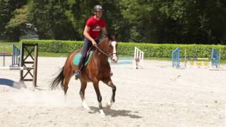 Seaver  The first connected equipment for horses [upl. by Llertram]