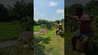 The tiger attacked the boy from the front by the lake vfx tiger wildlife videos viralvfx [upl. by Assi]