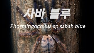 사바 블루  Phormingochilus sp sabah blue 타란툴라 타란툴라키우기 사바블루 [upl. by Ecnesse99]