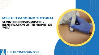 Ultrasound identification of the Semitendinosus muscle Raphe or Veil [upl. by Valle]