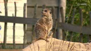 Tourisme  le Naturzoo de Mervent se prépare pour lhivernage [upl. by Vandervelde]