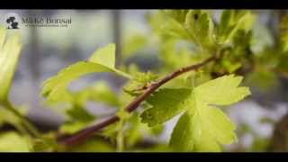 43 How to care for English Hawthorn Crataegus monogyna as Bonsai Trees [upl. by Phelgen395]