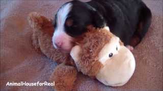 Cutest Bernese Mountain Dog Puppy Ever [upl. by Thgiled]