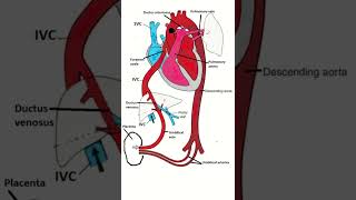 Fetal circulation shorts anatomy embryonicdevelopment [upl. by Atsirc]