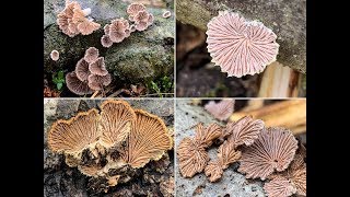 PILZE IM MÄRZ 2019 Gemeiner Spaltblättling Schizophyllum commune [upl. by Kellie165]