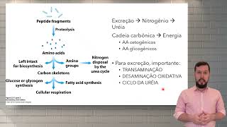 Compostos nitrogenados e Catabolismo de aminoácidos [upl. by Dorothy]