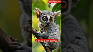 A lovely Bush Baby 😍 bushbaby birds animals birdsounds bird shorts [upl. by Hildebrandt]