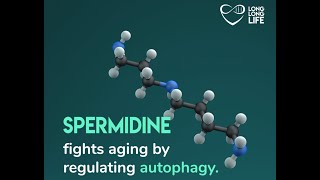 Spermidine against aging an important autophagy regulator [upl. by Dewain]