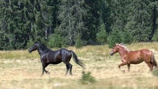 Rumänien  Romania 2 Apuseni mountains [upl. by Eveivenej]