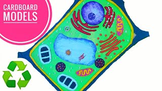 Easy Plant Cell Model Project  Step by Step [upl. by Moria627]