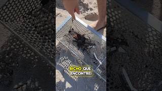 Cuidado ao ir a praia olha o bicho que encontrei la ecopeneira praia [upl. by Otsuj811]