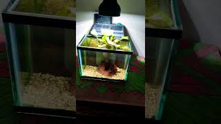 Acuario de 15L actualizado planta jacinto de agua [upl. by Ezana17]