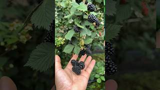 Banyak Yang Belum Pernah Makan Blackberry buah blackberry shorts [upl. by Jarret946]