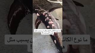 اصغر واخطر قرش بالعالم قرش قالب الكعيكة😳😱 [upl. by Idnaj758]