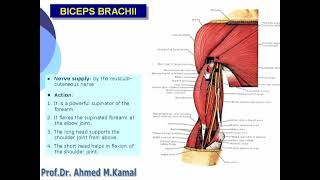 040 biceps brachii [upl. by Ben450]