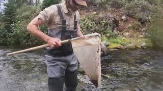 Benthic Macroinvertebrate Sampling 2022 Tumalo Creek Upper Deschutes River Basin [upl. by Yc]