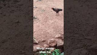 Murgi maans khati hai newsong lyricscement lorrydoggy wala [upl. by Corney]