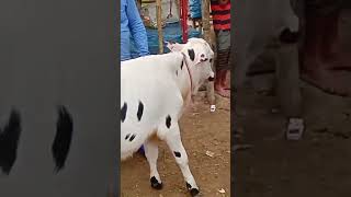 ছোট ছোট বাছুর গরু দাম জানুন আমবাড়ি হাট দিনাজপুর [upl. by Courtenay]