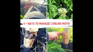 How To Manage Codling Moth [upl. by Ellehcar99]