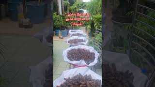 Halwa Belimbing Buluh  Wuluh  Telunjuk shortsfeed food kebunbandar garden [upl. by Kleon]