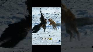 Eagle vs Fox Winter Survival Showdown [upl. by Purdy]