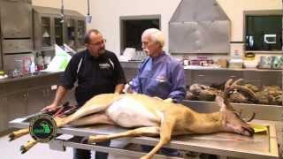 Q1 Buck Pole Epizootic hemorrhagic disease EHD with Tom Cooley [upl. by Esilehs720]