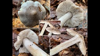 Pilzpotrait  Schärflicher Ritterling Tricholoma sciodes  Tricholoma virgatum var sciodes [upl. by Tuhn477]