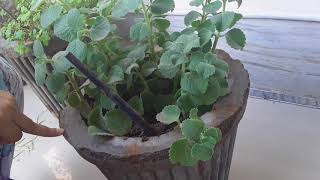 Benefits of AJWAIN leaves how can we use leaves in our daily life [upl. by Nashoma115]