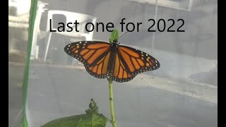 V119 Last Monarch for 2022 Monarch butterfly headed South [upl. by Aromat]