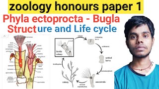 ectoprocta Minor phyla Ectoprocta Structure and life cycle of Bugla Bsc 1st year zoology honours [upl. by Arnulfo]