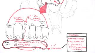 Vitamin B12 Digestion and Absorption [upl. by Epul]