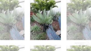 Encephalartos  garden plants [upl. by Laamaj]