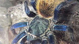 Green bottle blue tarantula rehousing tutorial [upl. by Sydelle310]