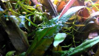 Freshwater bryozoans in my aquarium  sladkovodni mahovnjaki [upl. by Granger]