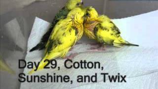 Parakeet Babies From Egg to Flight in 40 Dayswmv [upl. by Burke]