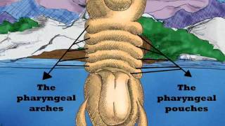 Embryology and thyroid gland [upl. by Itsur416]