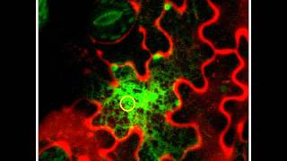 Photoactivatable GFP endoplasmic reticulum [upl. by Zacharia470]