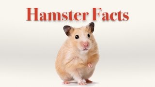 Hamster Video Showing Interesting Facts about Hamsters [upl. by Asilad367]