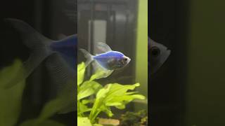 Widow Fish Male Female aquarium aquariumfish widowtetra [upl. by Marquita328]