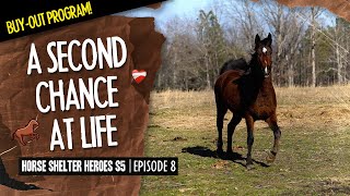 Horse Shelter Heroes S5E8  A Second Chance At Life [upl. by Topping]