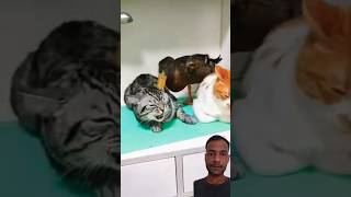 funny animal videos of 2024 😱Smart duck Fight with cat 😂 cat shorts animalover [upl. by Hickey]