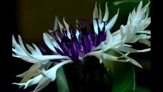 Centaurea Montana Purple Heart flower blooming timelapse [upl. by Eltsirhc362]